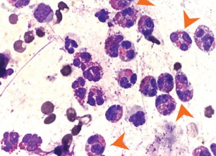 <p>What does this image show?</p>