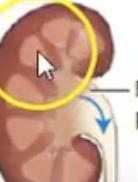 <p><span style="background-color: transparent;">&nbsp;funnel-shaped reservoir that collects urine and passes it to the ureter</span></p>