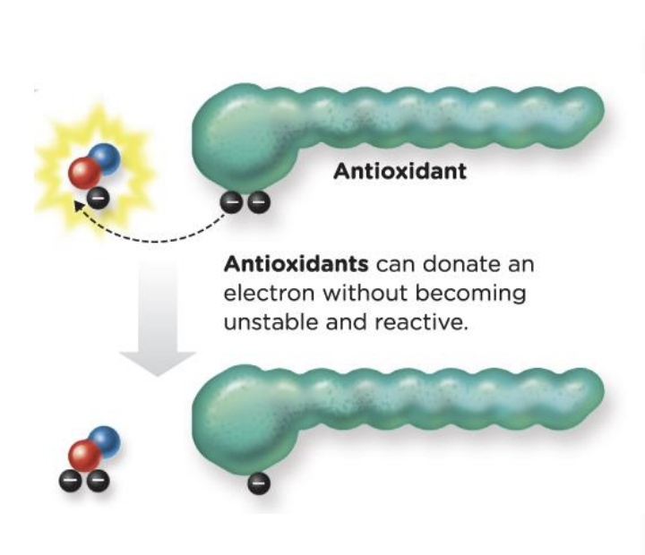 <p>protective effect: can interrupt the free radical cascade</p><p>antioxidants can donate an electron without becoming unstable and reactive</p>