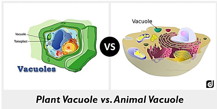 <ul><li><p>stores water and salts </p></li><li><p>plants have one large one </p></li><li><p>animals have multiple little ones</p></li><li><p>breaks down waste </p></li></ul><p></p>