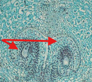 <p>What is being indicated on the Lilium Ovary?</p>