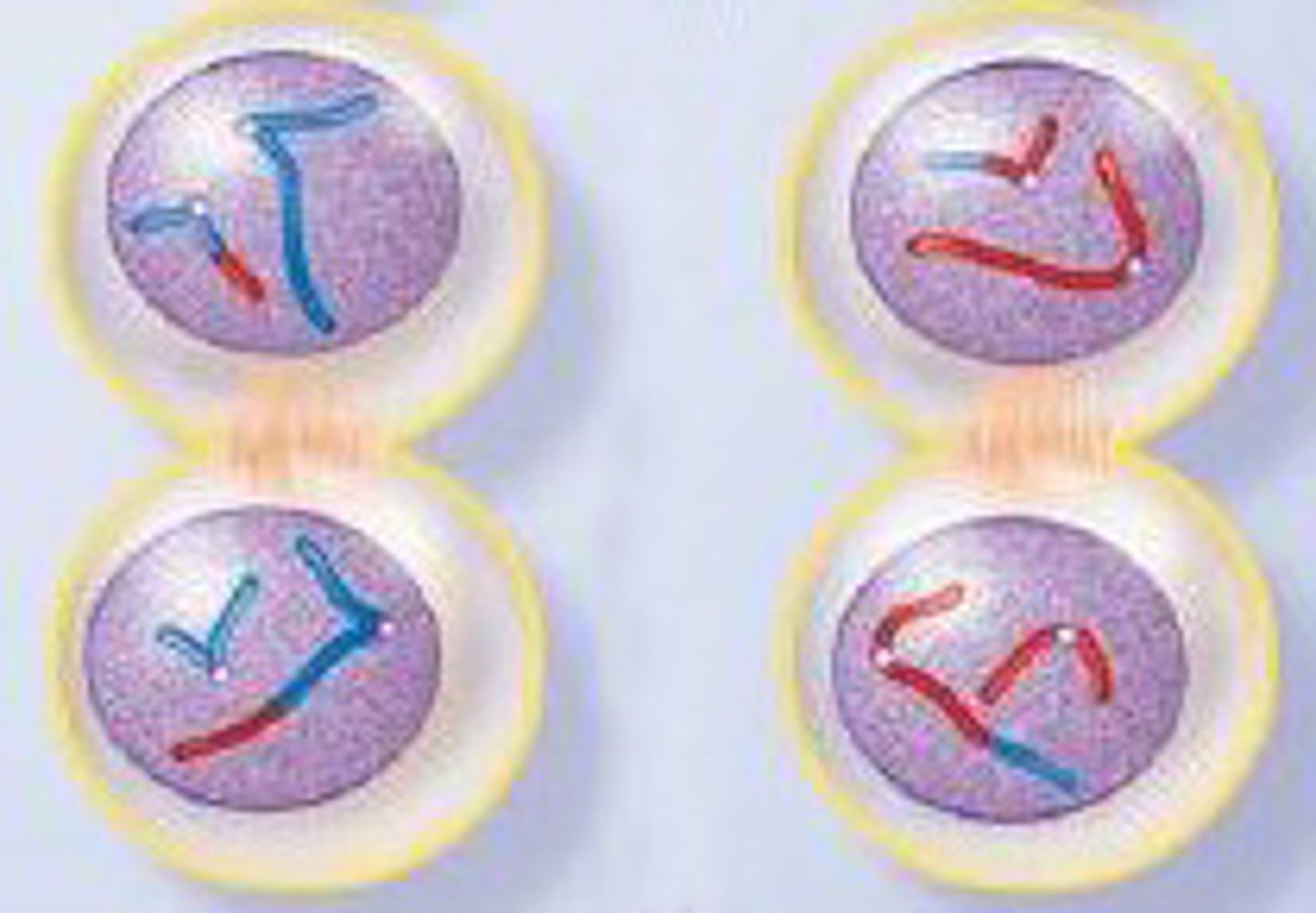 <p>Nuclear membranes start to form around the chromosomes again. A cleavage forms. Cytokinesis occurs and the two diploid cells have now divided into 4 haploid cells. In males this equals 4 sperm. In females this creates 1 egg and 3 polar bodies which are useless in humans.</p>