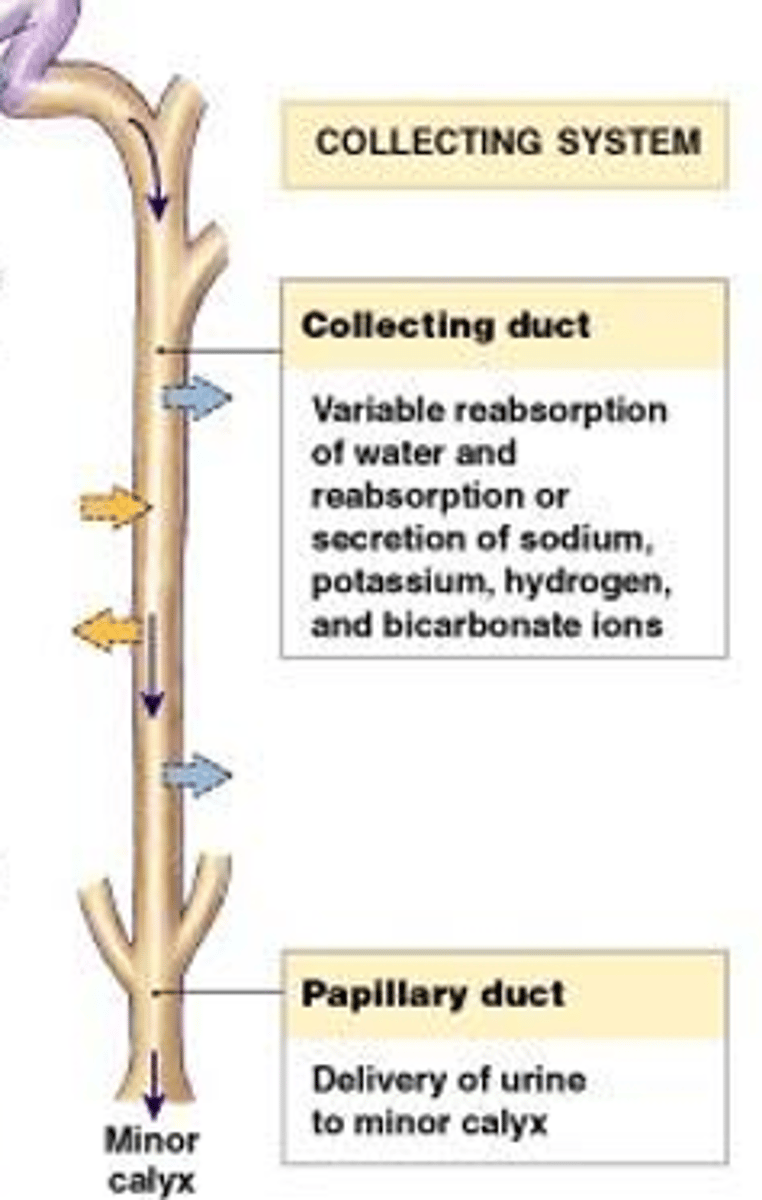 <p>Final concentration of urine</p><p>Secretion of H+, K+, NH3</p>