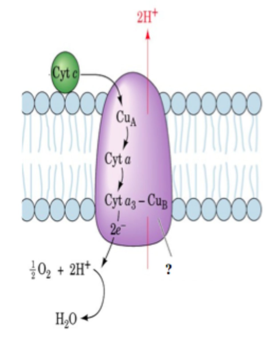 <p>group of reversibly oxidizable and reducible proteins that forms part of the electron transport chain between photosystem II and photosystem I</p>