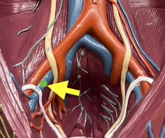 <p>Identify the blood vessel.</p>