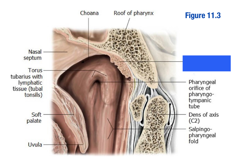 <p>Tonsils located at the roof of the nasopharynx (blue box)</p>