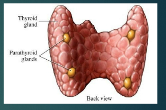 <p>parathyroid glands</p>