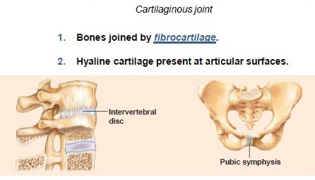 <p>slightly moveable; also called cartilaginous joints</p>