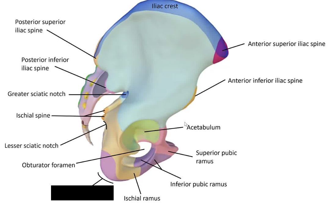 <p>The roughened area on the inferior aspect of the ischium that forms muscle attachments</p>