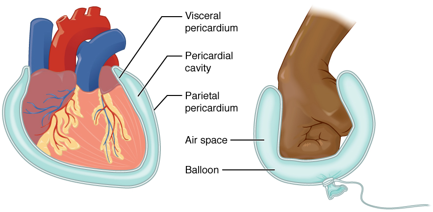 <p>Covers the organs within the cavity.</p>