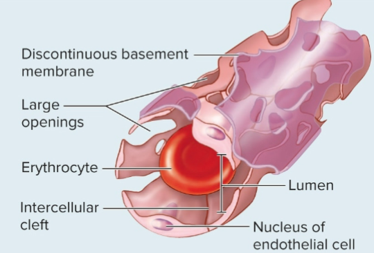 <p>-biggest holes, easiest to transport</p><p>-basement membrane is incomplete or absent</p><p>-red in color bc of the blood being visible, can turn tissue of organs red if there’s a lot of them (ex. liver)</p><p><strong>-move large substances, <u>formed elements</u> </strong>(blood cells or platelets)</p><p>-ex. liver, bone marrow</p>