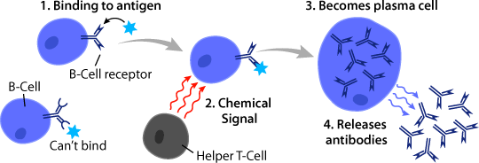 <p><span style="font-family: &quot;New York&quot;"><strong>B-Cells (a type of lymphocyte)</strong></span></p>