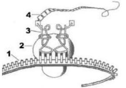term image