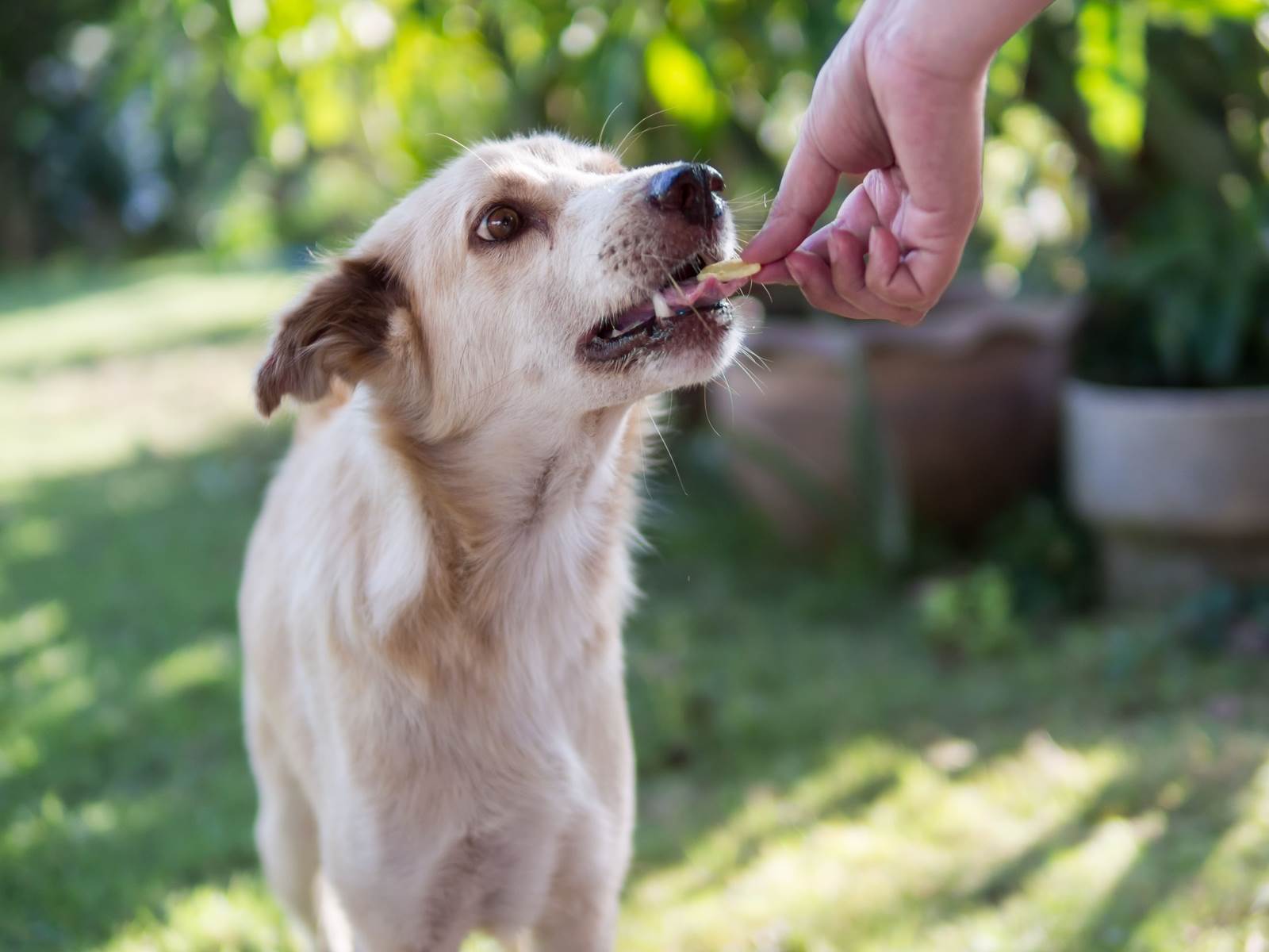 <p>Exception 1: Trusts for the maintenance of specific animals</p>