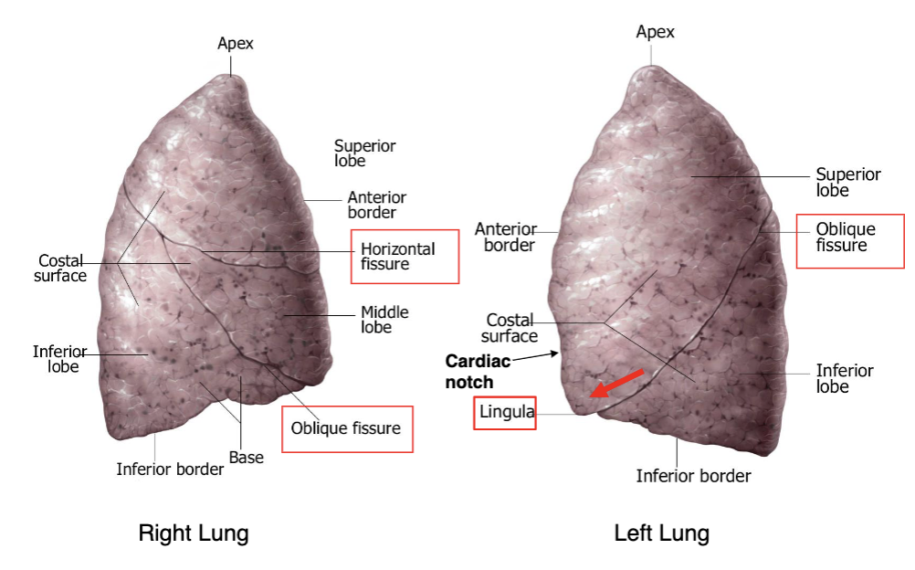 <p>which lung has a lingula?</p>