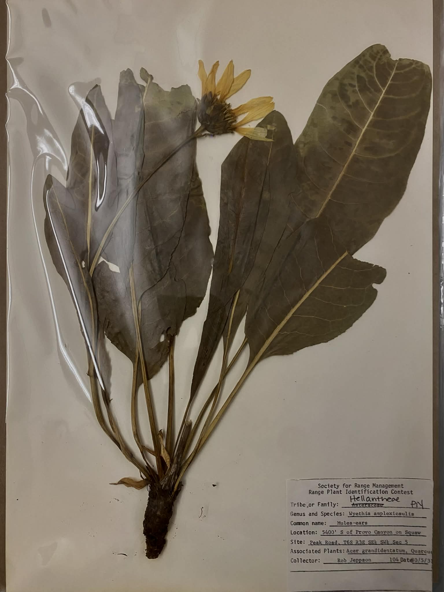 <p>Heliantheae, P, N, Wyethia amplexicaulis, Mule-ears</p>
