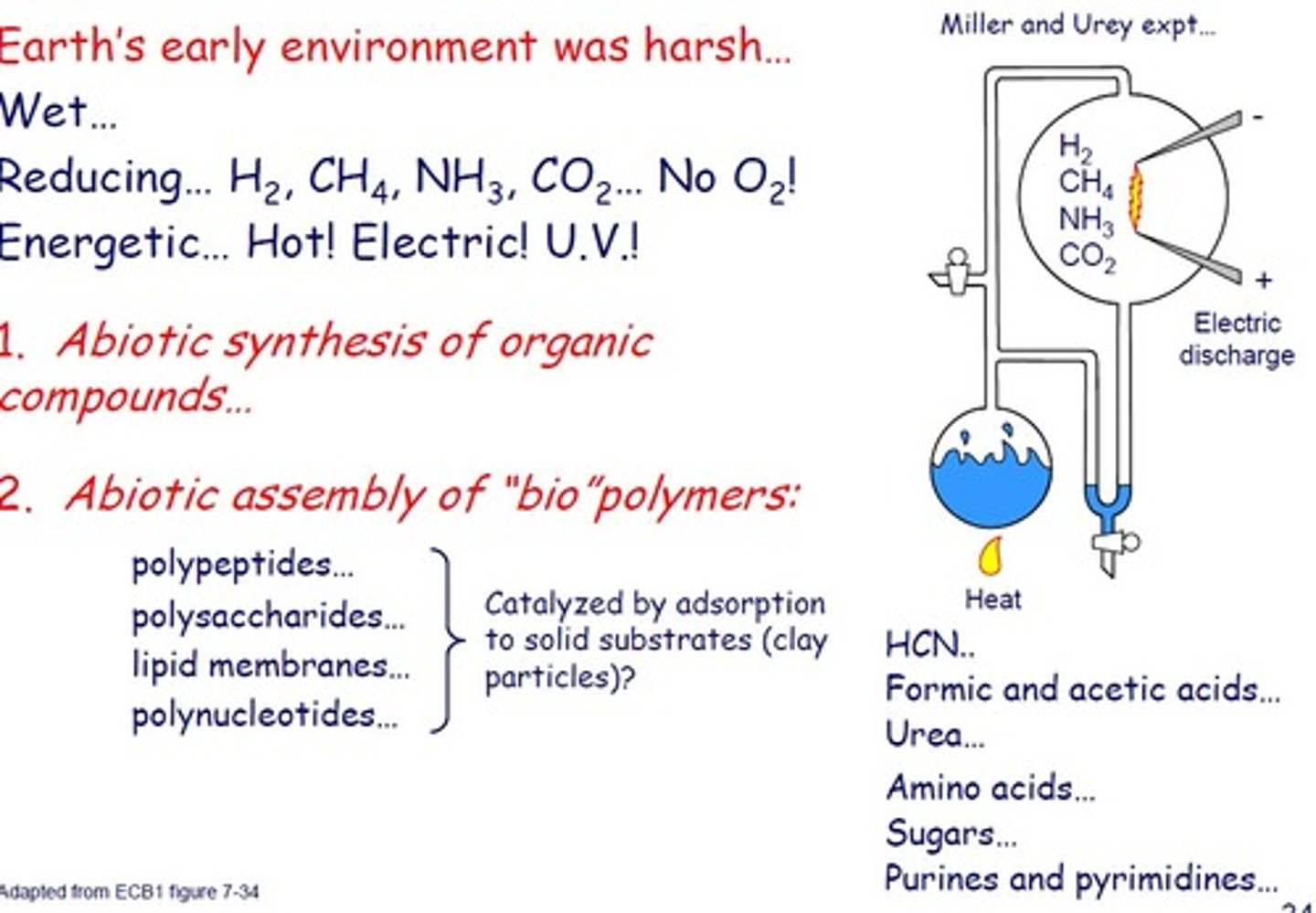 <p>· A-biotic synthesis makes racemic mixtures</p><p>- Both left- & right-handed molecules are made</p><p>o Asymmetrical organic molecules</p><p>- Polymers made of these are unstable & change shape</p><p>o No active sites</p><p>o Assembly is random</p><p>o The same shape is rarely ever made twice</p><p>· Enzymes/simple catalysts do not make racemic mixtures</p><p>- Same-handed (symmetrical) molecules are made</p><p>- Polymers fold in on themselves to make a helical shape</p><p>o H bonds make them stable</p><p>o Shapes can be reproduced</p>
