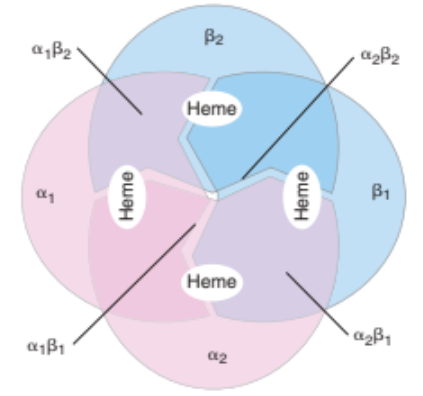 <ul><li><p>95% of RBC cytoplasmic content</p></li><li><p>Molecular weight of 64k Da</p></li><li><p>Transport oxygen and nitric oxide (NO)</p></li><li><p>Contributes to acid-base balance (by binding and releasing hydrogen ions)</p></li></ul><p></p>