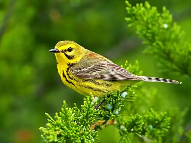 <p>Identify this bird and its habitat</p>