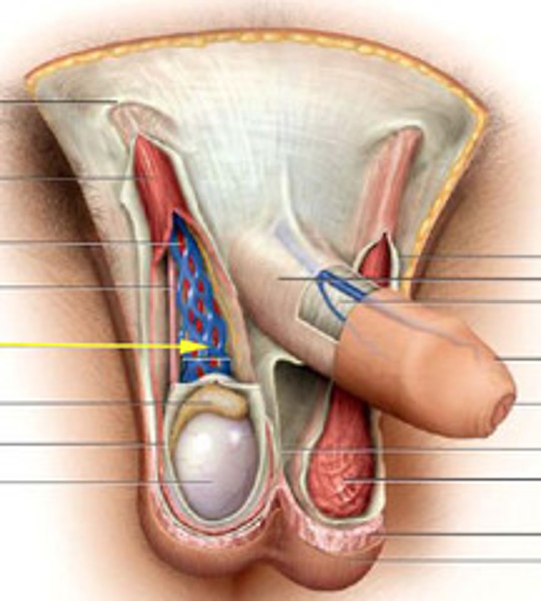 <p>Venous network cooling arterial blood to testes.</p>