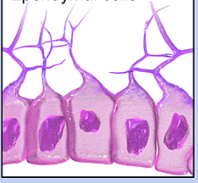 <p>What cell is this?</p>