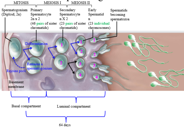 <p>Basal compartment of the seminiferous tubule</p>