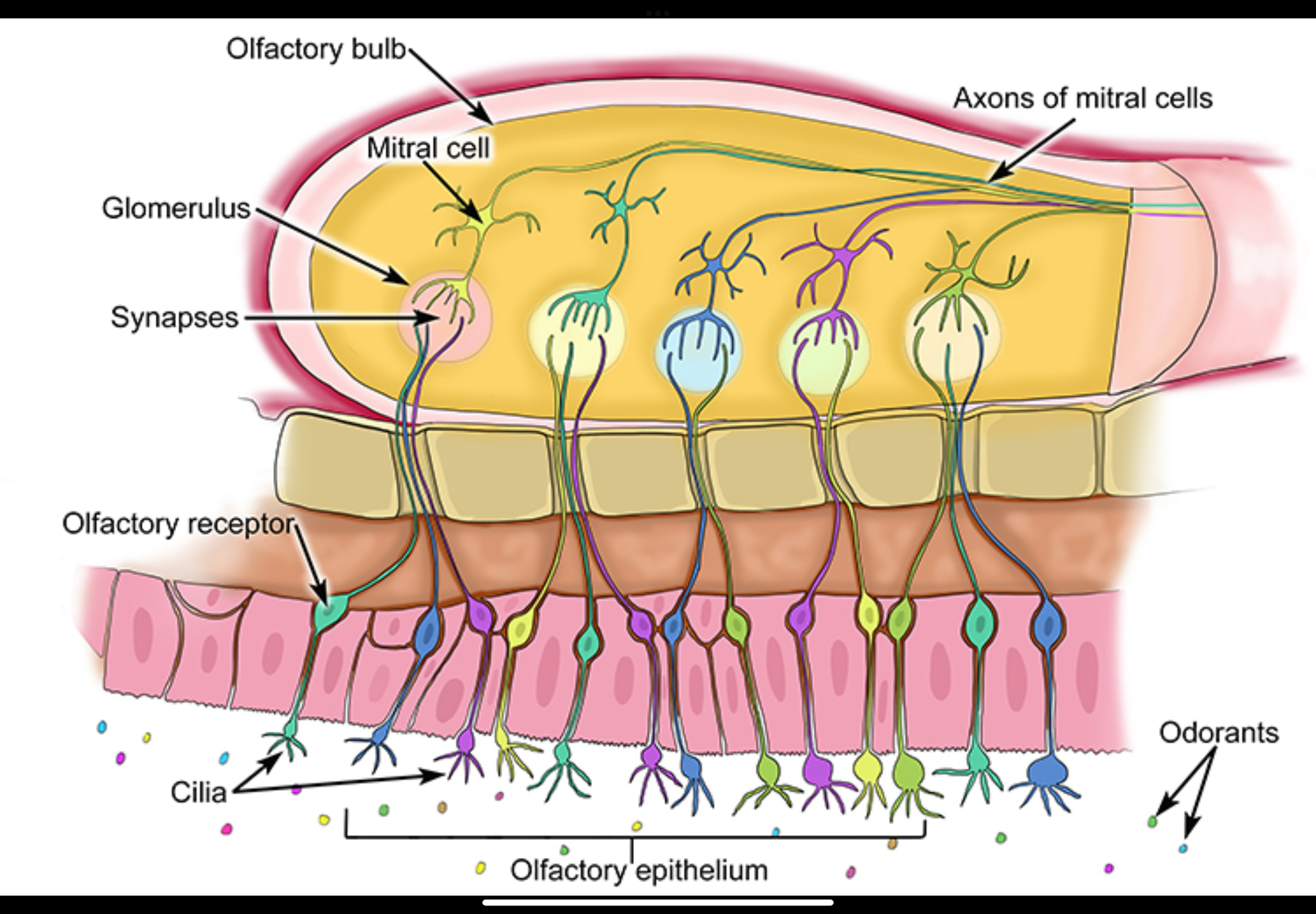 <p>Where do olfactory receptor neuron axons project?</p>