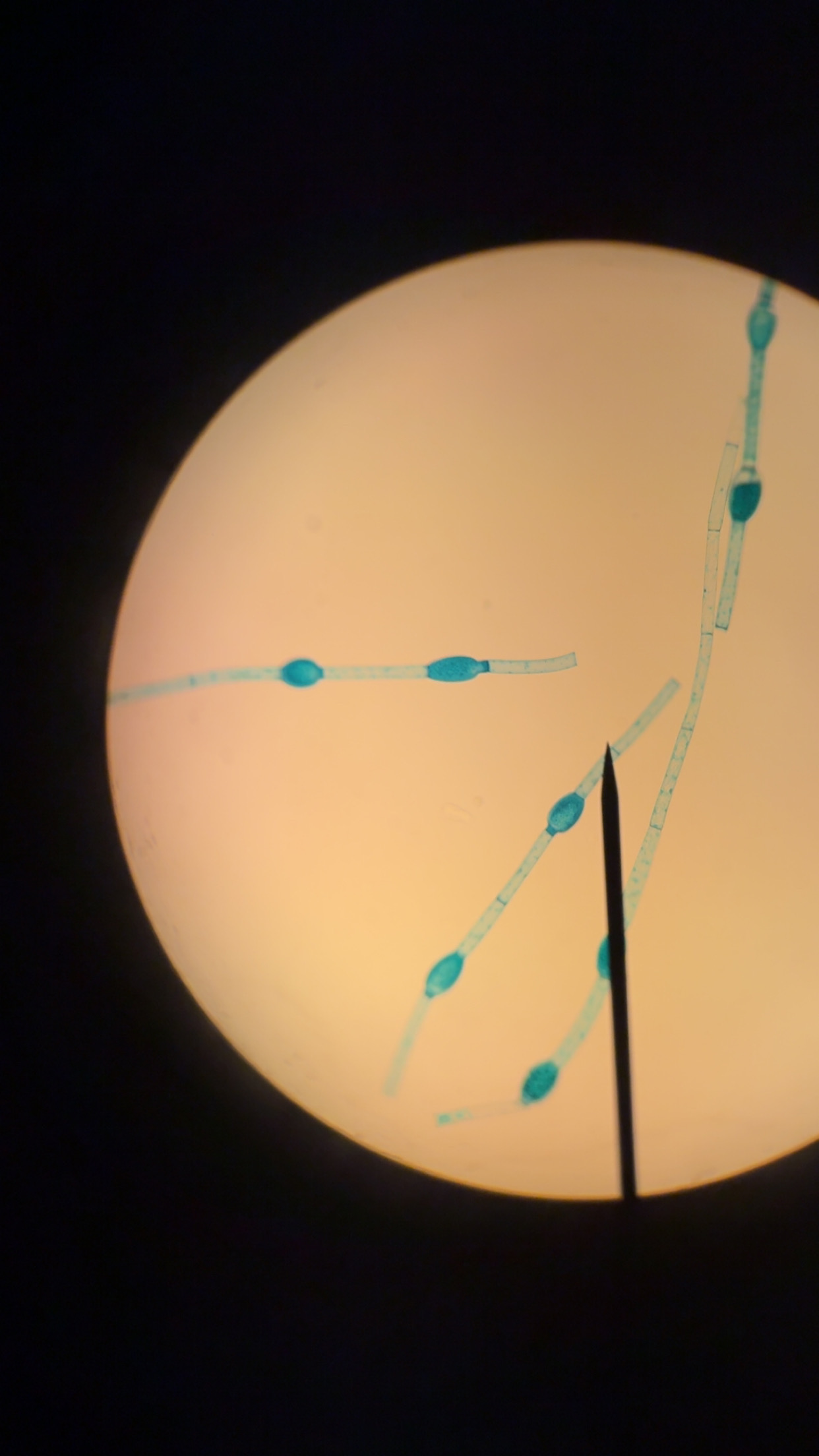 <p>What phylum </p>