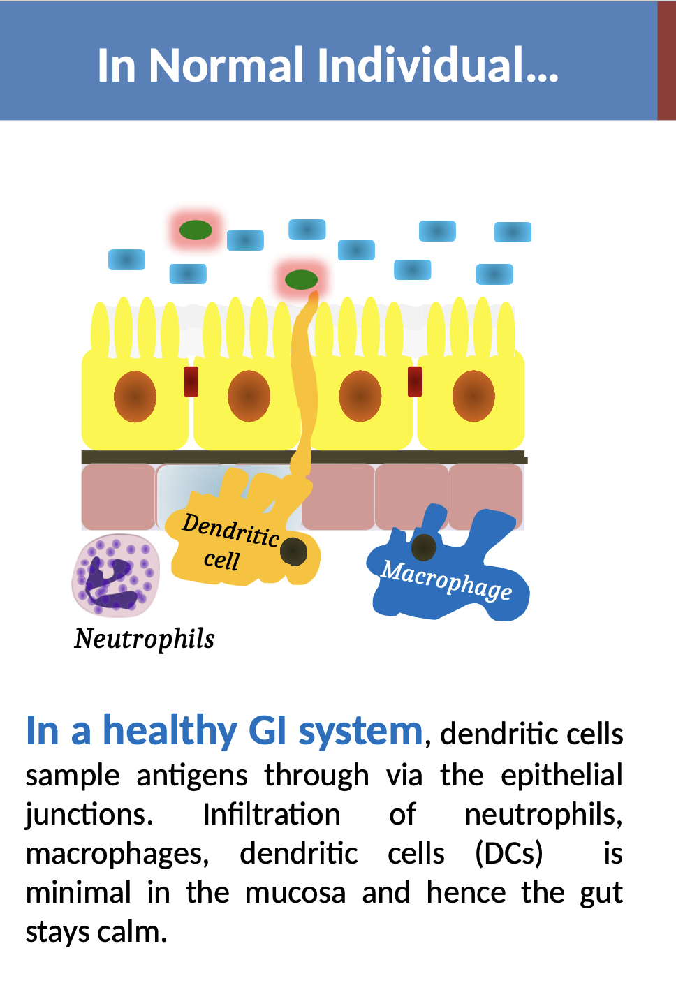 <p>In a healthy GI system, dendritic cells sample antigens through via the epithelial junctions. Infiltration of neutrophils, macrophages, dendritic cells (DCs) is minimal in the mucosa and hence the gut<br>stays calm</p>