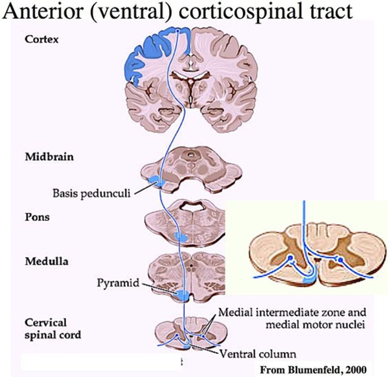 <p>WARNING!! The anterior corticospinal tract does NOT cross. It remains ipsilateral throughout the spinal cord until it birfurcates @ its level of termination.</p>