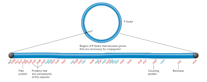<p>A fertility factor. It is a small circular piece of DNA containing genes that play a role in the transfer of DNA. Strains containing this are F+ while those lacking it are F-. These genes are named either <em>tra</em> or <em>trb</em> followed by a capital letter.</p>
