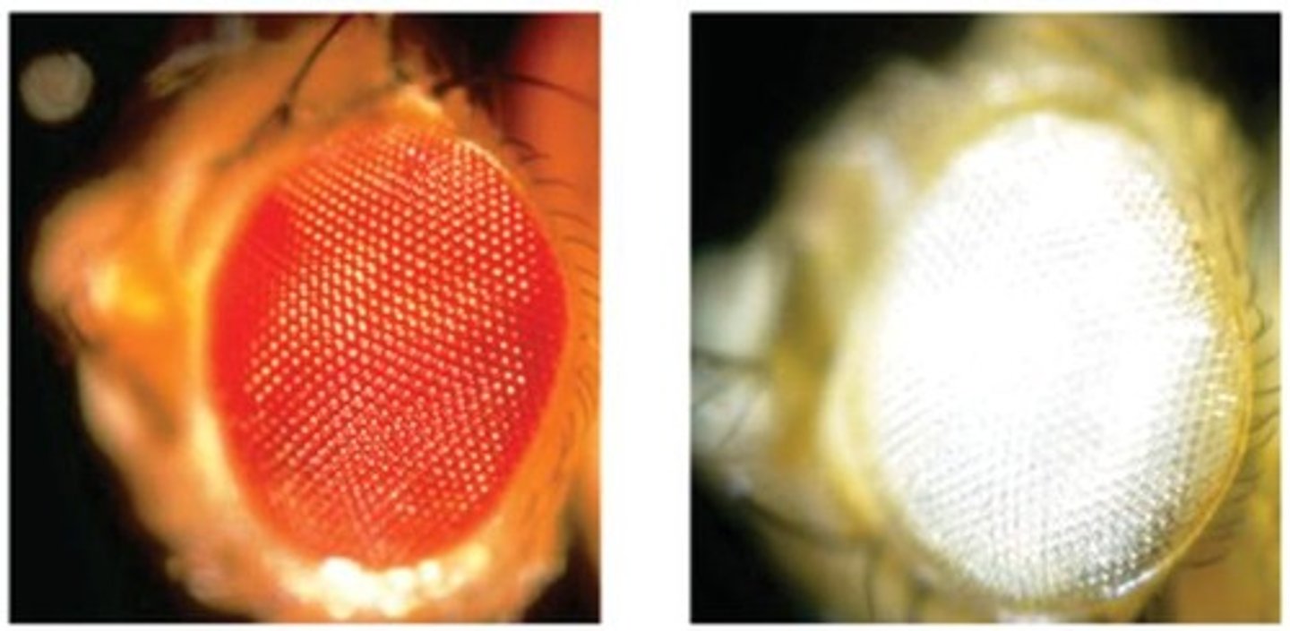 <p>Gene affecting eye color in fruit flies. Thomas H. Morgan</p>