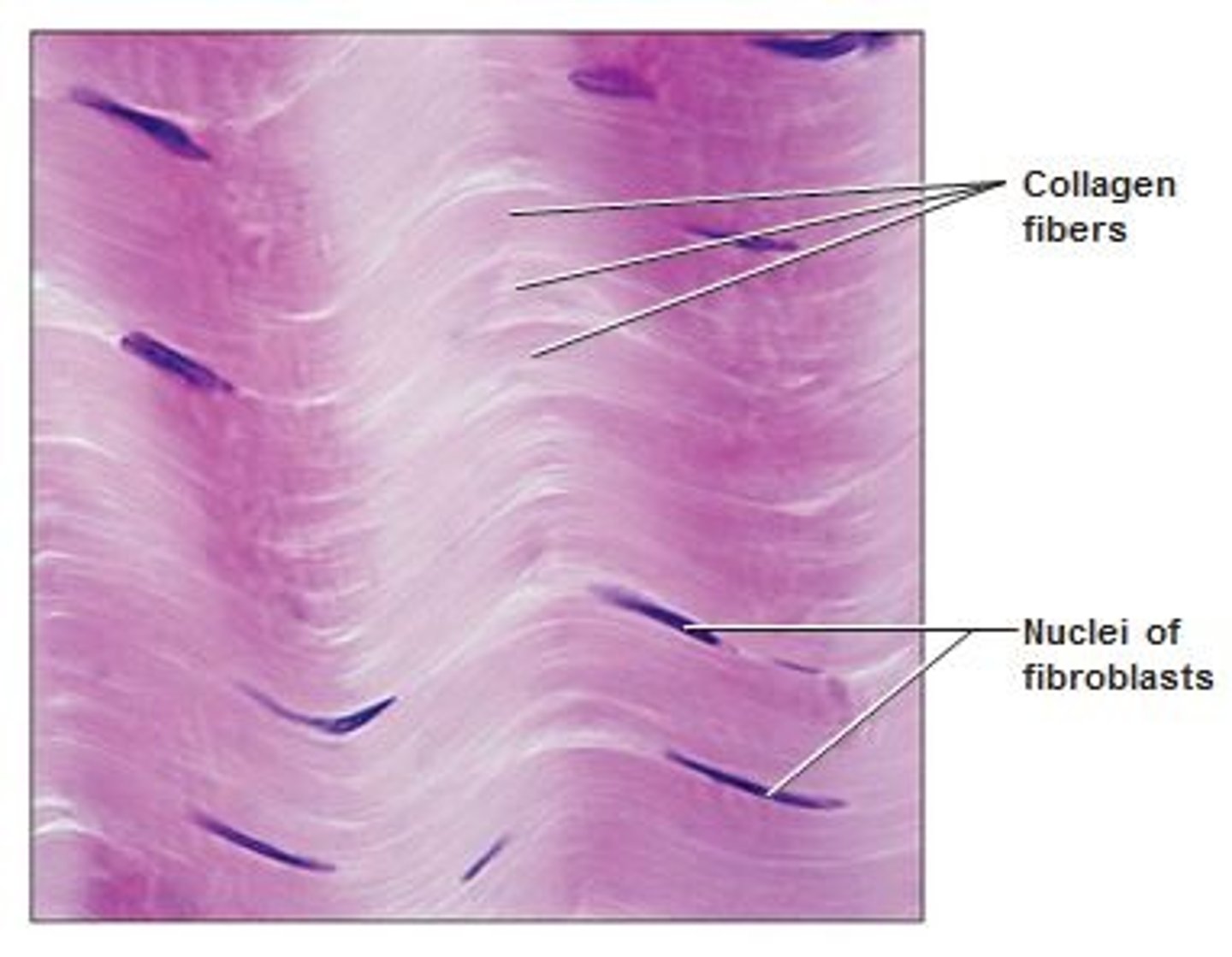 <p>Matrix composed of highly organized thick collagen fibers in one direction</p><p>mainly fibroblasts - make the collagen bundles and ground substance. Then have fibrocytes that maintain</p><p>tendons (skeletal muscles to bone), ligaments (bone to bone), and aponeurosis</p><p>few blood vessels</p><p>function: support in the longitudinal direction</p>