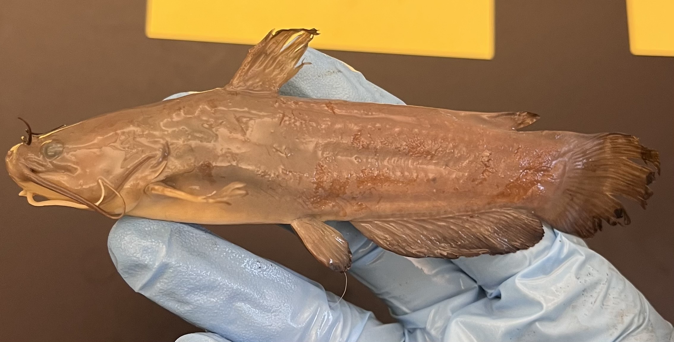 <p>Yellow Bullhead</p>