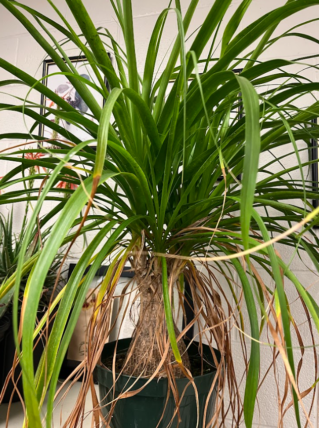 <ul><li><p>swollen bottom</p></li><li><p>foliage grows all from the top HENCE COMMON NAME</p><ul><li><p>smooth margins</p></li></ul></li><li><p>grows year-round in the valley</p></li><li><p>prone to overwatering and root rot</p></li></ul><p></p>