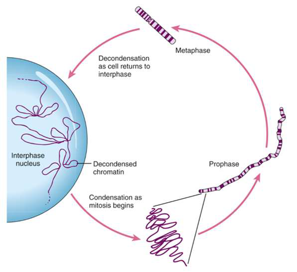 <ul><li><p>condensatie</p><ul><li><p>mitose; chromosmen</p></li><li><p>deling in twee dochtercellen</p><p>‎</p></li></ul></li><li><p>decondensatie</p><ul><li><p>interfase; chromatine</p></li><li><p>transcriptie + eiwitsynthese</p><p>‎</p></li></ul></li><li><p>wordt enzymatisch gestuurd</p></li></ul><p></p>