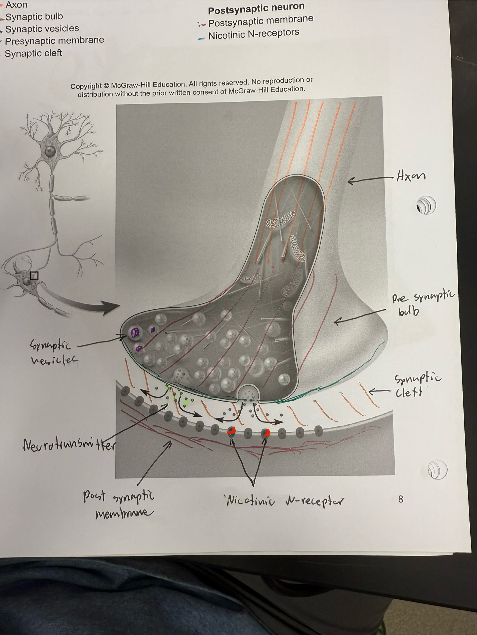 <ul><li><p>Receptor of part of the motor end plate</p></li><li><p>Binds to nicotine and acidocoline</p></li></ul><p></p>