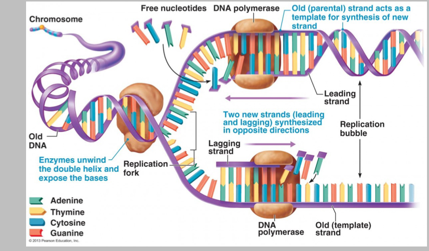 <p>Mistakes are made during DNA replication, how often is this ?</p>