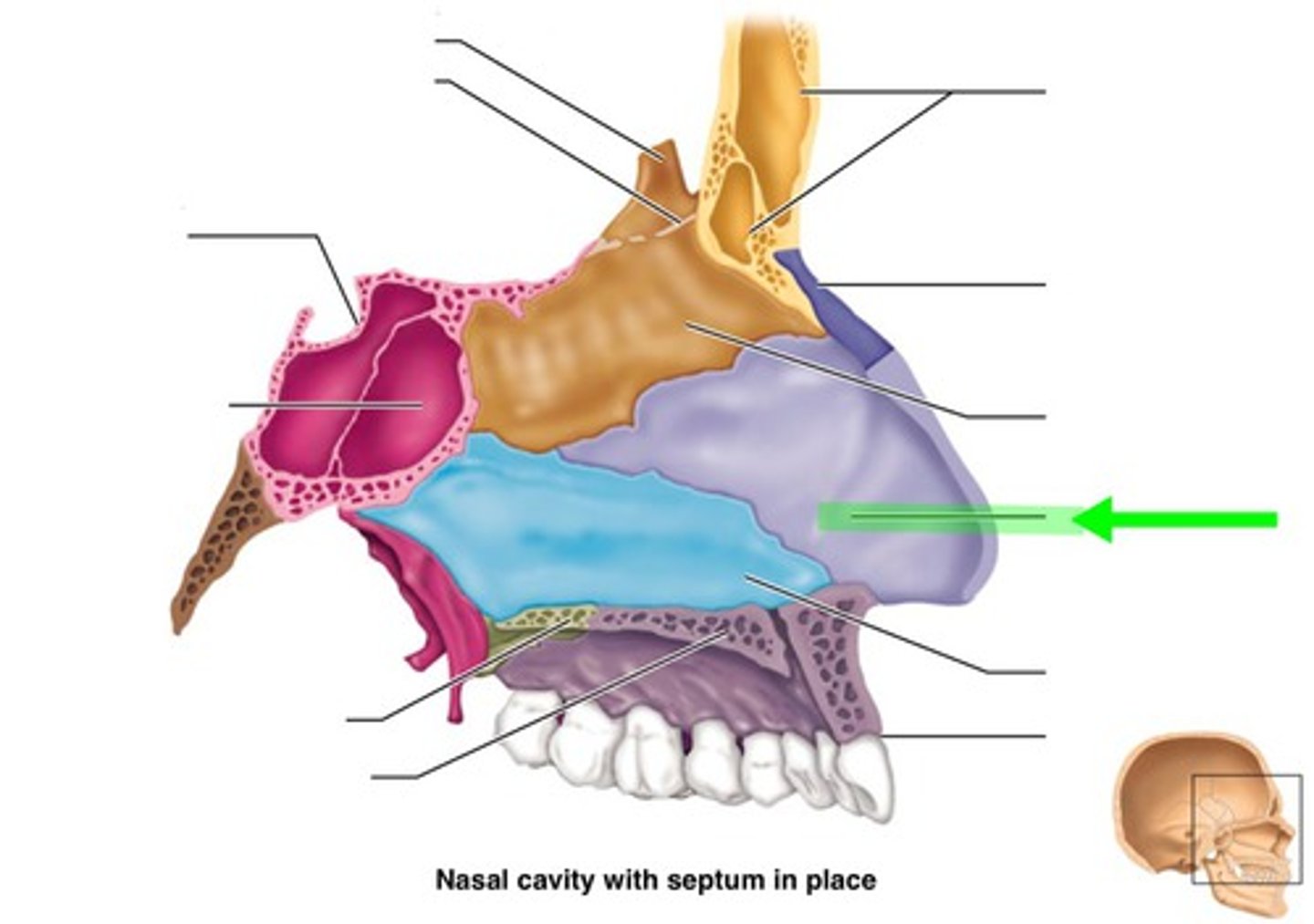 <p>Anterior nasal septum</p>