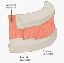 <p>What action does the external intercostals perform?</p>