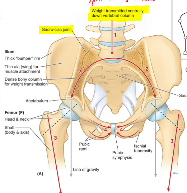 <p>It helps with the center of gravity</p>