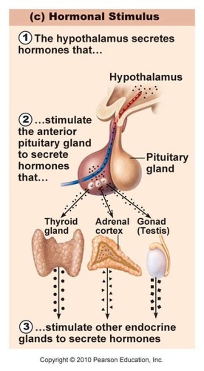 <p>Hypothalamus hormones -> anterior pituitary gland hormones -> thyroid/adrenal/testes hormones</p><p>thyroid/adrenal/testes hormones -> anterior pituitary gland hormones -> Hypothalamus hormones</p>