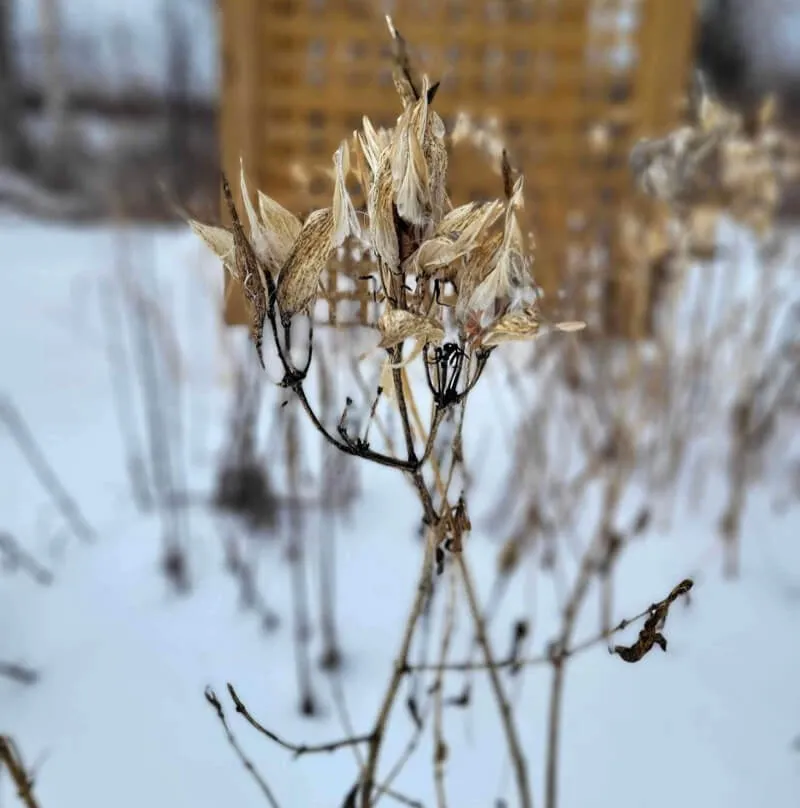 <p><span><span>The large, bright, terminal blossoms of this tall, showy </span></span>perennial<span><span> are made up of small, rose-purple flowers. Deep pink flowers clustered at the top of a tall, branching </span></span>stem<span><span>, bearing numerous narrow, </span></span>lanceolate<span><span> leaves. </span></span>Opposite<span><span>, narrow, lance-shaped leaves line the erect, open-branched stem. Elongated, tan-brown seed pods persist into winter.</span></span></p><p><strong>Duration:</strong><span><span> </span></span>Perennial<br><strong>Habit:</strong><span><span> </span></span>Herb<br><strong>Leaf Arrangement:</strong><span><span> </span></span>Opposite<br><strong>Leaf Complexity:</strong><span><span> </span></span>Simple<br><strong>Leaf Shape:</strong><span><span> </span></span>Lanceolate<br><strong>Leaf Venation:</strong><span><span> </span></span>Pinnate<br><strong>Leaf Pubescence:</strong><span><span> </span></span>Glabrous<br><strong>Leaf Margin:</strong><span><span> </span></span>Entire<br><strong>Leaf Apex:</strong><span><span> </span></span>Acute<br><strong>Leaf Base:</strong><span><span> Rounded </span></span><br><strong>Breeding System:</strong><span><span> Flowers </span></span>Bisexual<br><strong>Fruit Type:</strong><span><span> </span></span>Follicle<br><strong>Size Notes:</strong><span><span> Up to about 5 feet tall. </span></span><br><strong>Leaf:</strong><span><span> Leaves: Long and narrow and taper off to a point, 2 3/4 - 6 in (7-15 1/4 cm) long and 1/2 - 1 in (1- 2 1/2 cm) wide. Glabrous. Leaf texture is coarse, color is green, and plant stands erect. The leaves on plants exposed to full sun are often purplish toward the end of the growing season. Leaf arrangement is </span></span>opposite<span><span> and attachment is petiolate.</span></span></p>