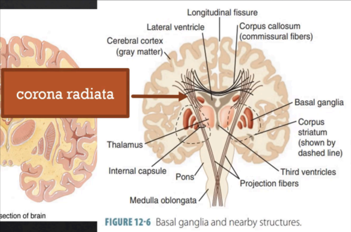 <p>Corona Radiata</p>