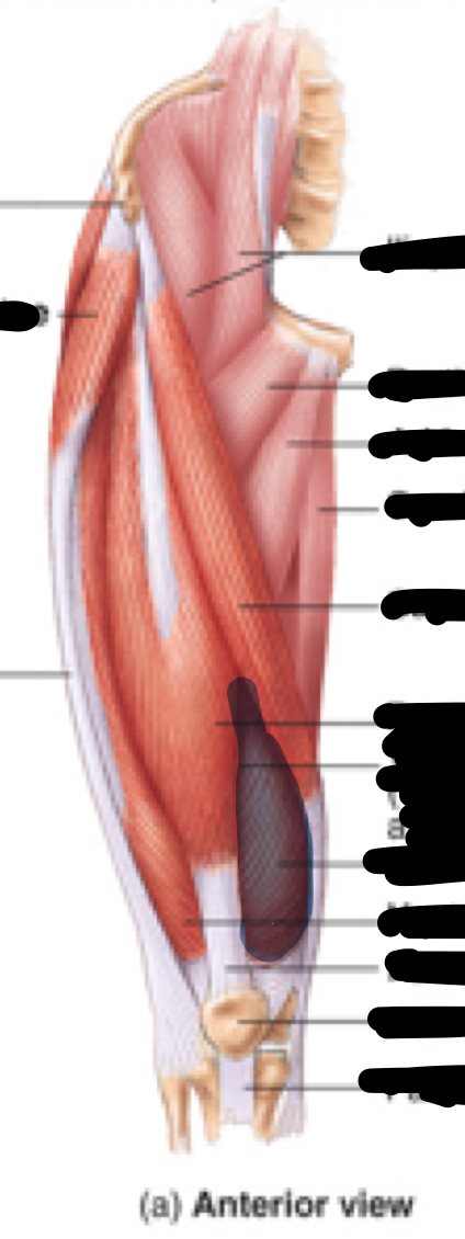 <p>Name, origin, insertion, innervation</p>