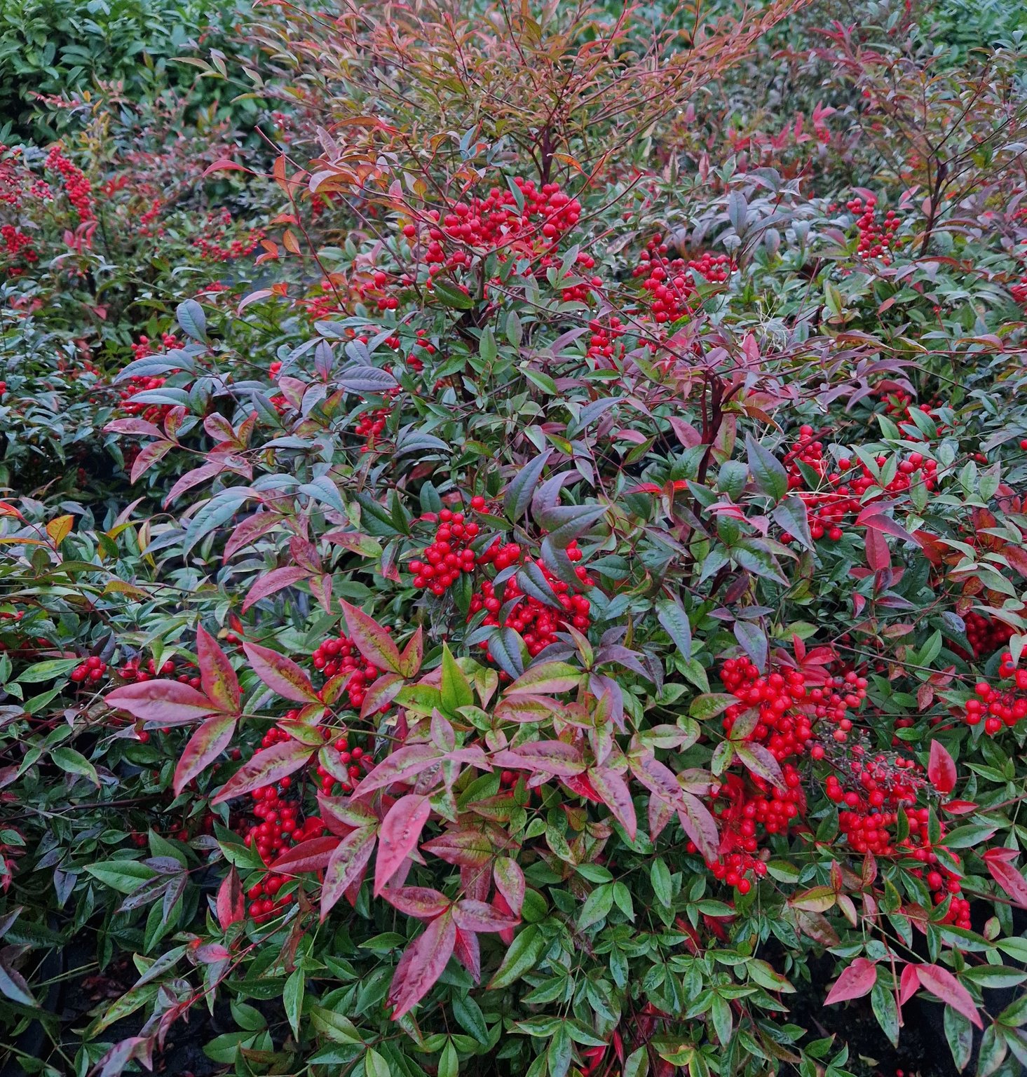 <p>exotic shrub, tri pinnately compound leaves, clustered on top, evergreen purplish leaves, red berries</p>