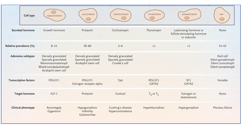 <p>Adenoma resulting in overproduction of FSH/LH</p>