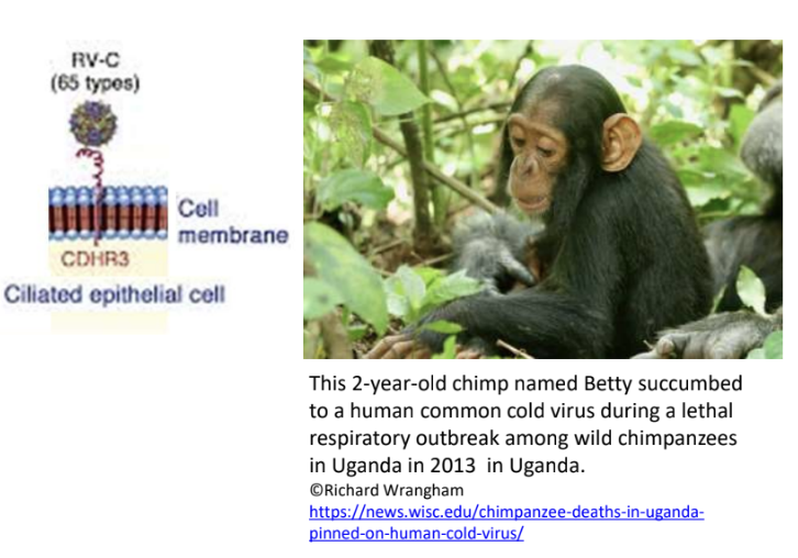 <p><strong>FALSE</strong></p><p>CHD3-Tyr529 increases risk of wheezing illness compared to human WT CDH3-<u>Cys</u>529</p>