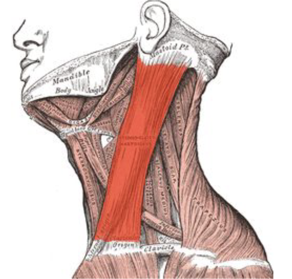 <ul><li><p>Flexes the neck and helps with movement of the head</p></li><li><p>Raises the sternum</p></li><li><p>Helps the neck to turn to the side, flex to the side, and bend forward</p></li></ul><p></p>