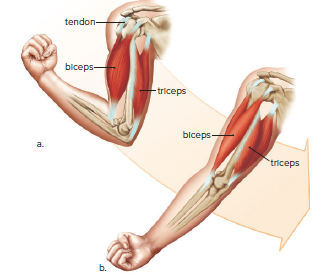 The action of muscles.